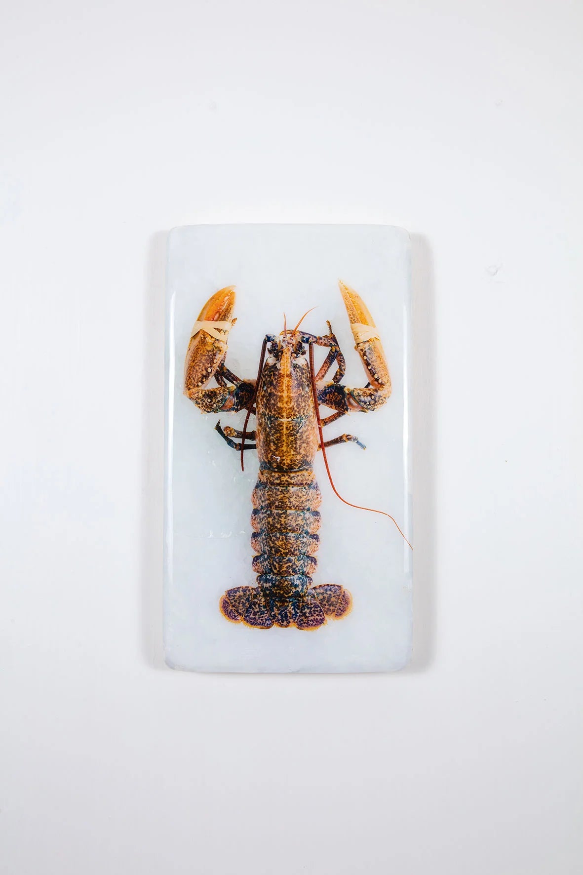 StigerWoods wooden tile Yellow European Lobster