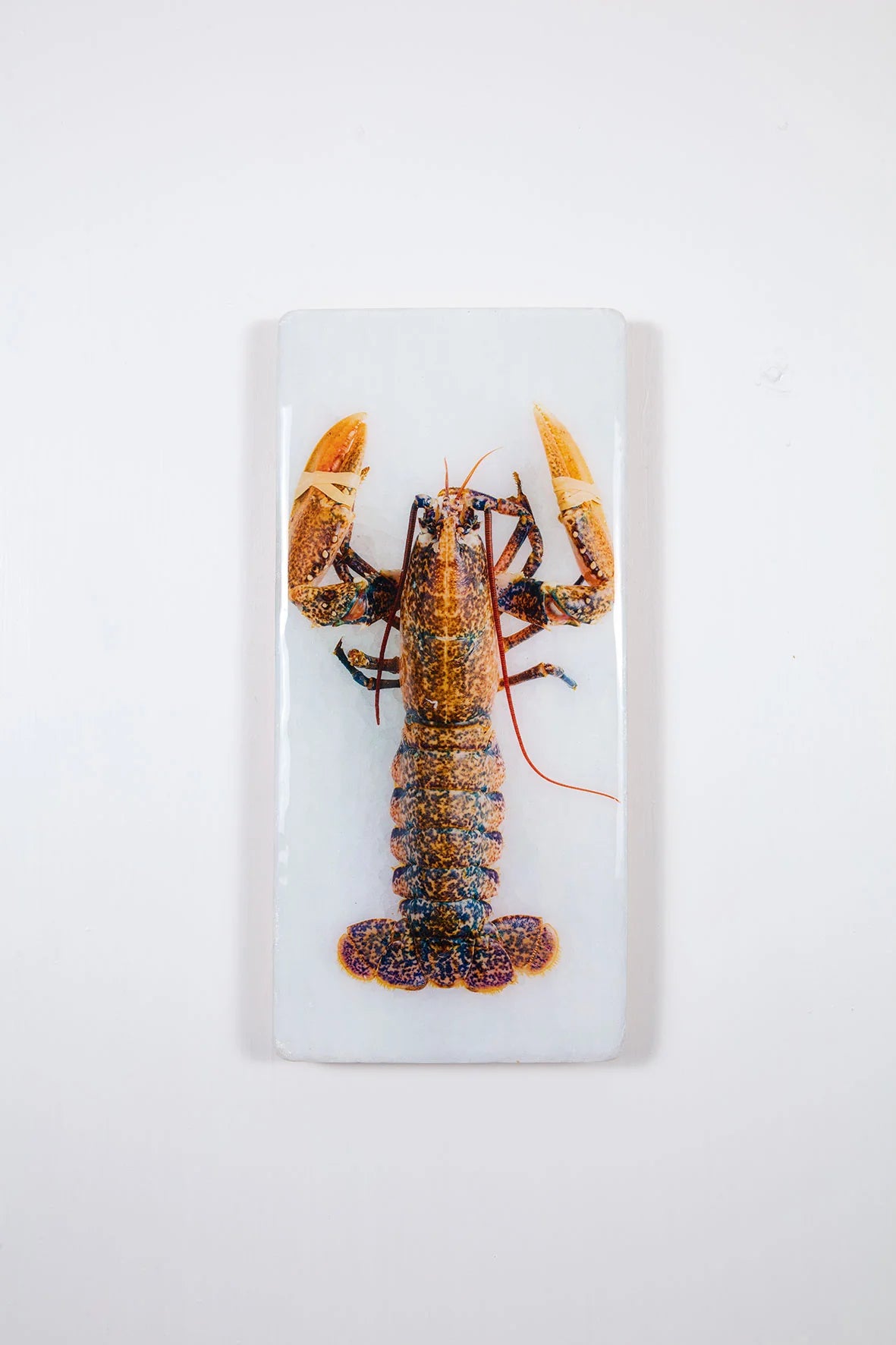 StigerWoods wooden tile Yellow European Lobster