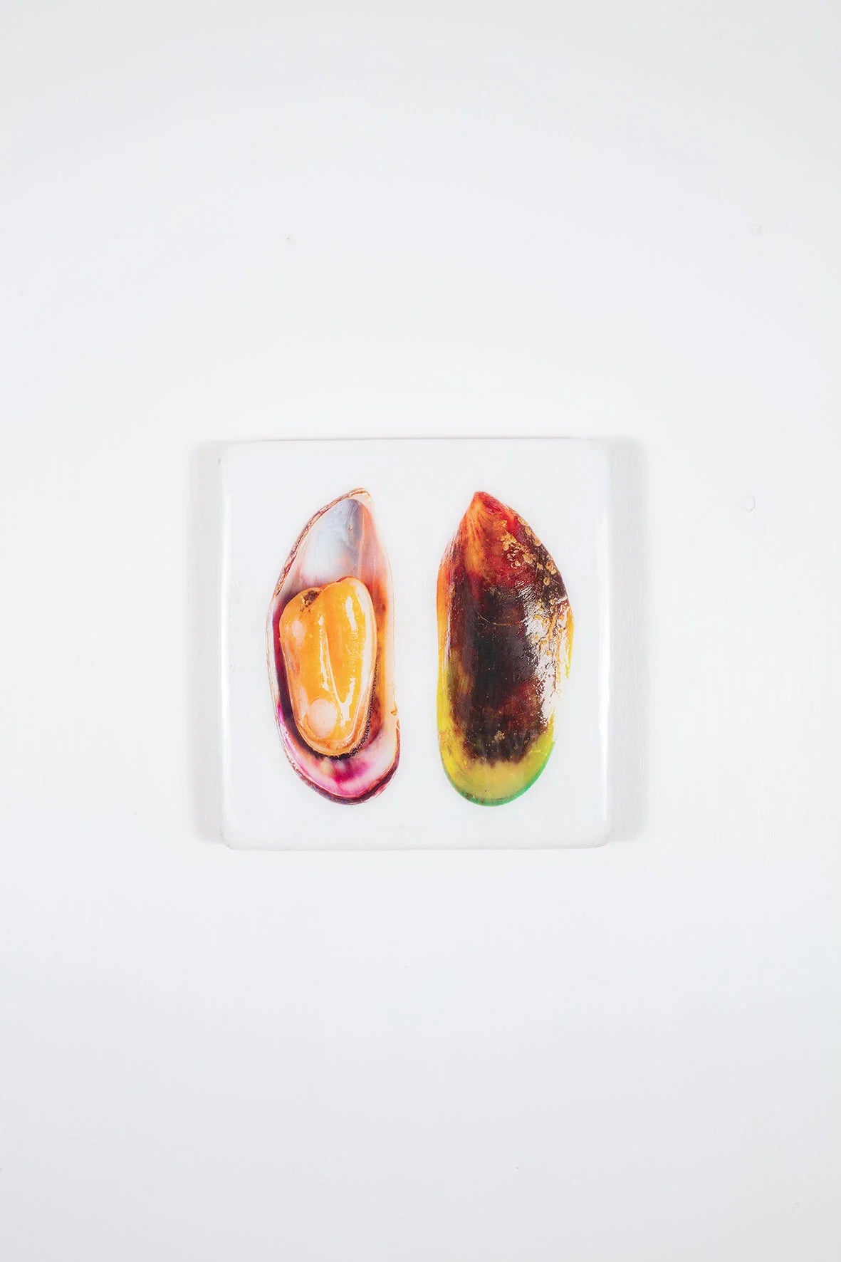 StigerWoods wooden tile Yellow Mussel and Mussel Shell