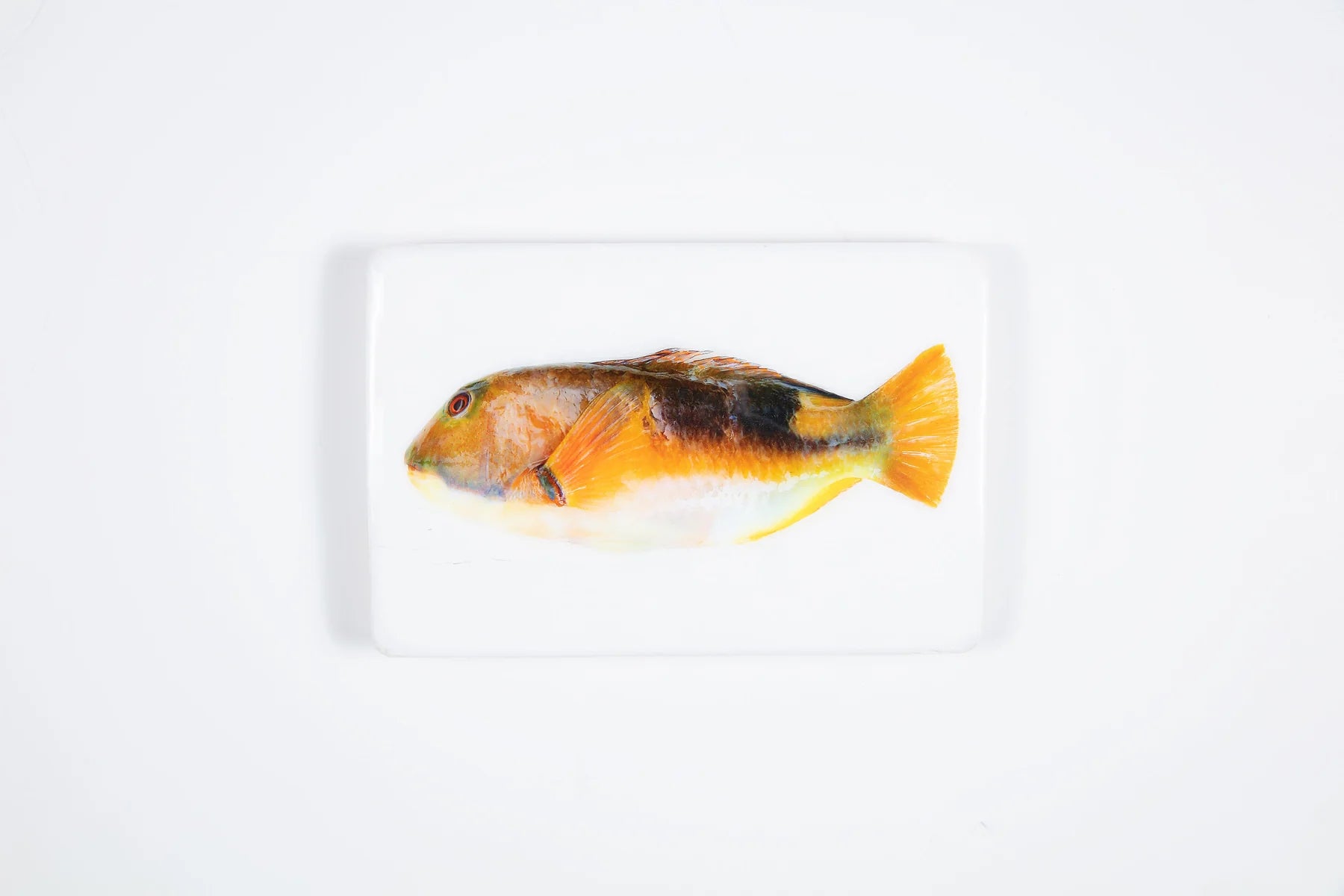 StigerWoods wooden tile Orange Parrot Fish
