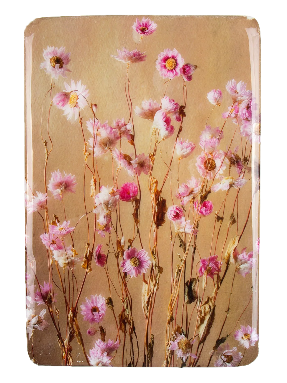 StigerWoods wooden tile Pink Rhodanthe