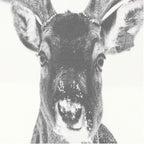 Dock Four Stylepads Oh Deer