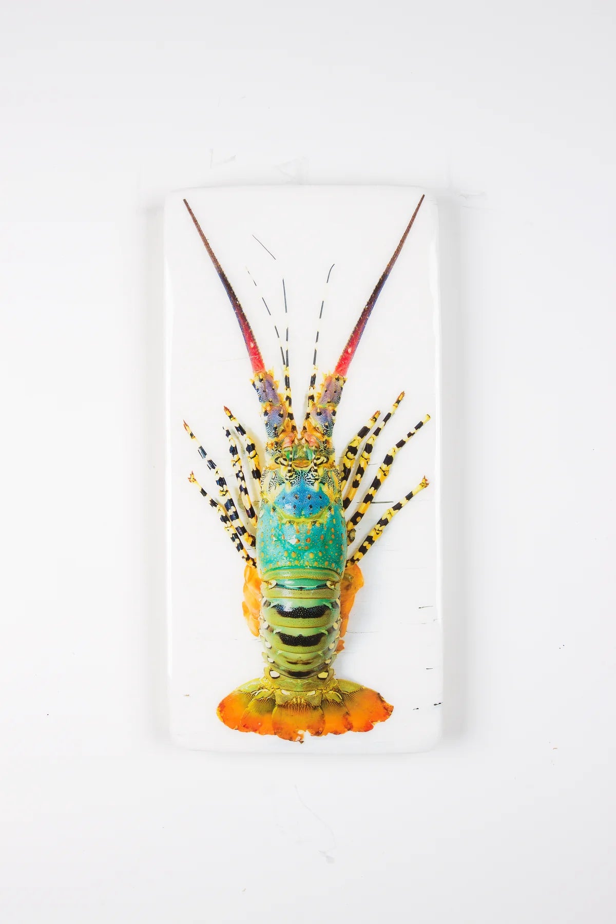 StigerWoods Jual Lobster Laut / Rainbow Lobster