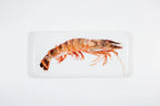 stigerwoods wooden tile giant shrimp