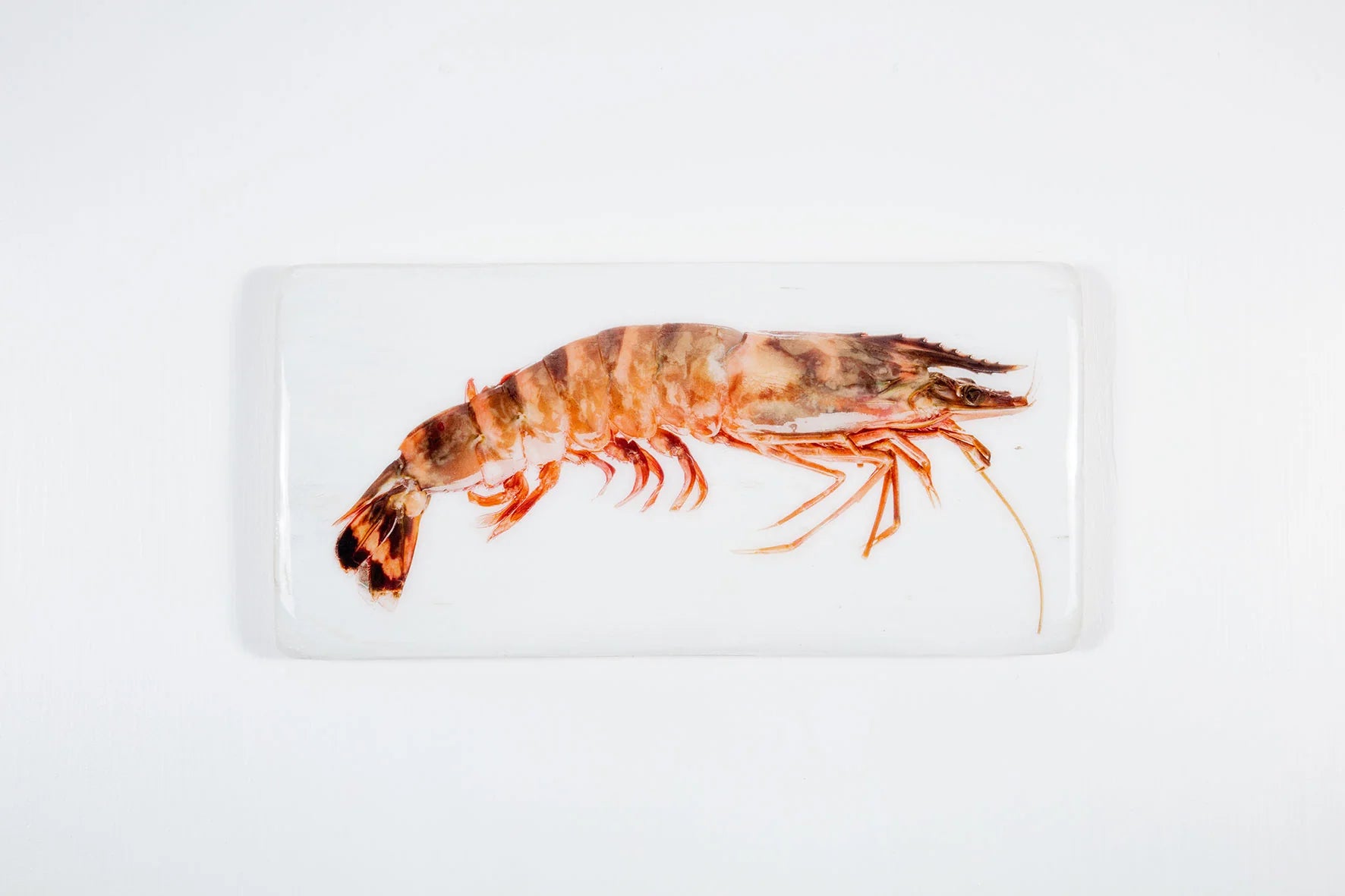 stigerwoods wooden tile giant shrimp