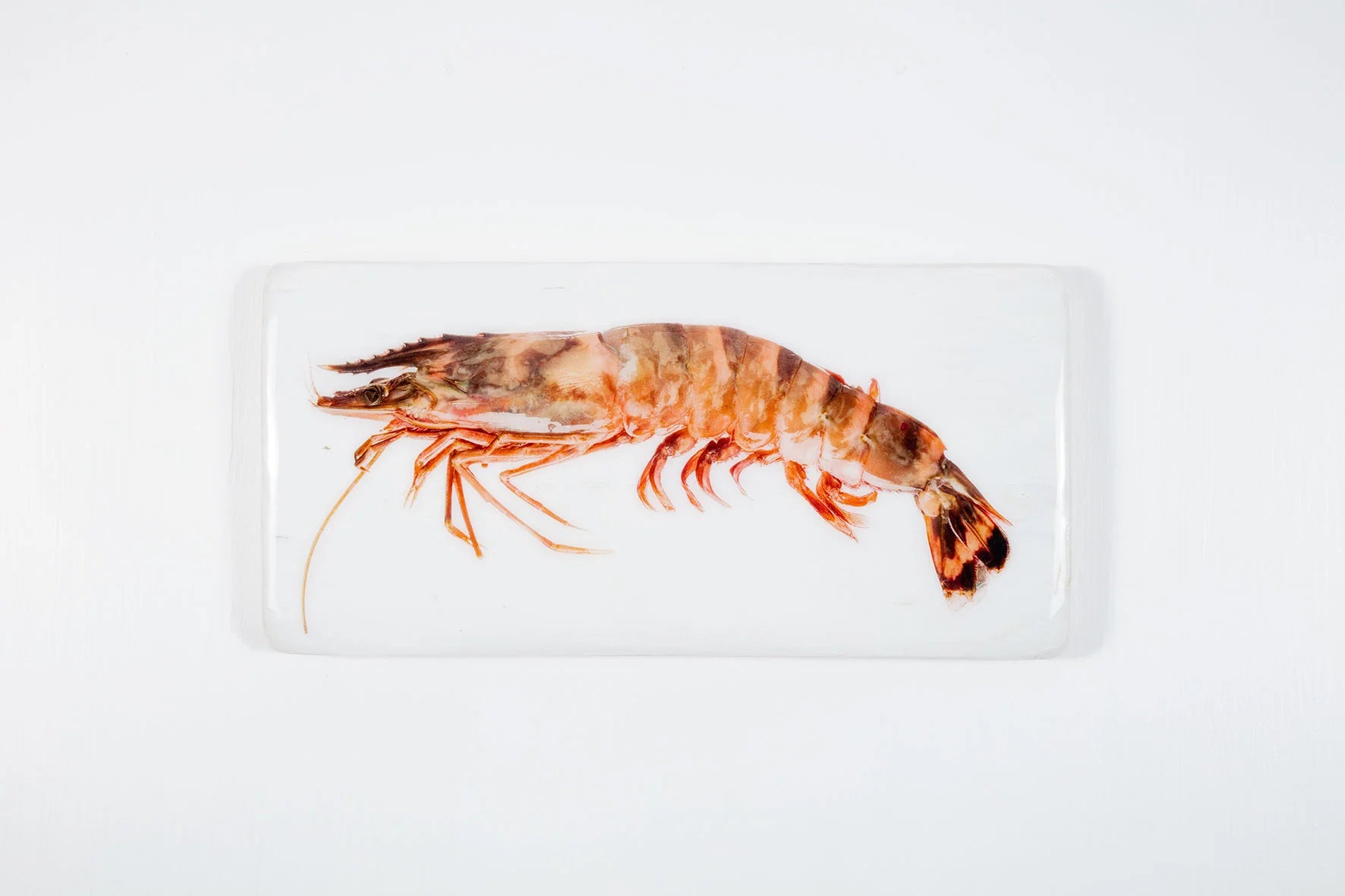 stigerwoods wooden tile giant shrimp
