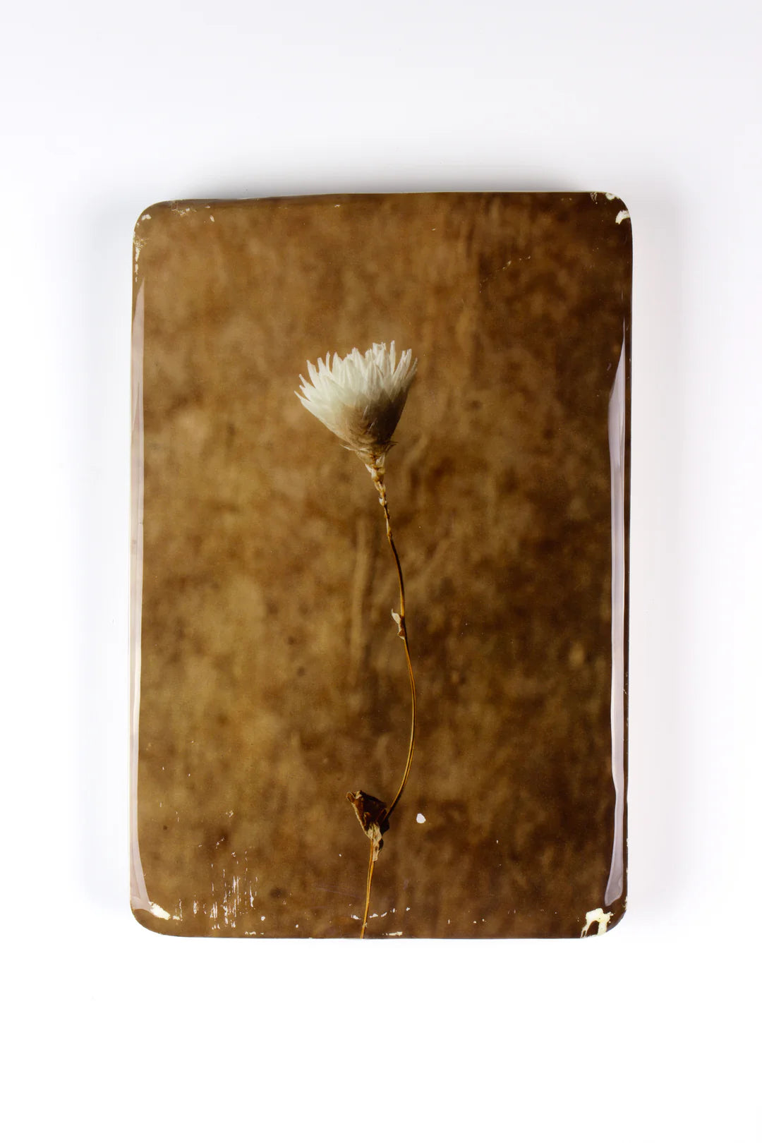 StigerWoods wooden tile White Rhodanthe