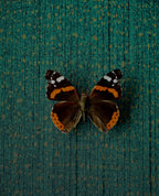 Eijffinger behang Museum donkergroen