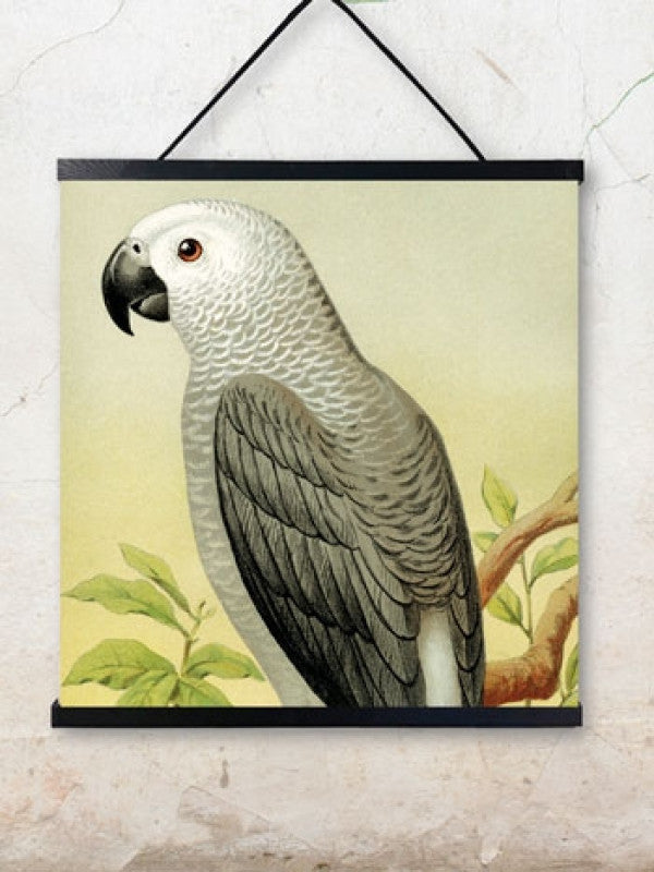 Poster Grey Parrot