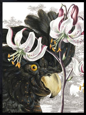 Vanilla Fly poster Black Parrot.